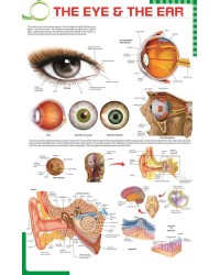 The Eye and the Ear